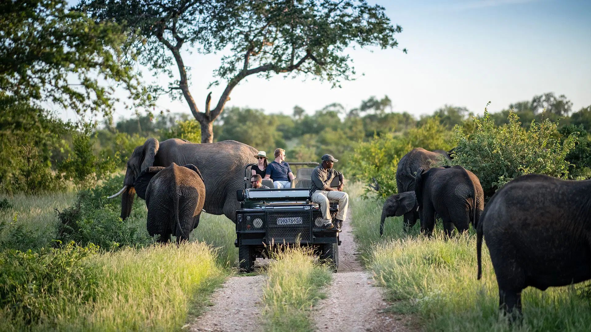 Elephants surrounding an open game-drive vehicle