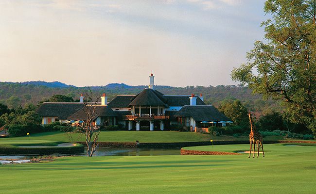 Giraffe on the fairway at Leopard Creek