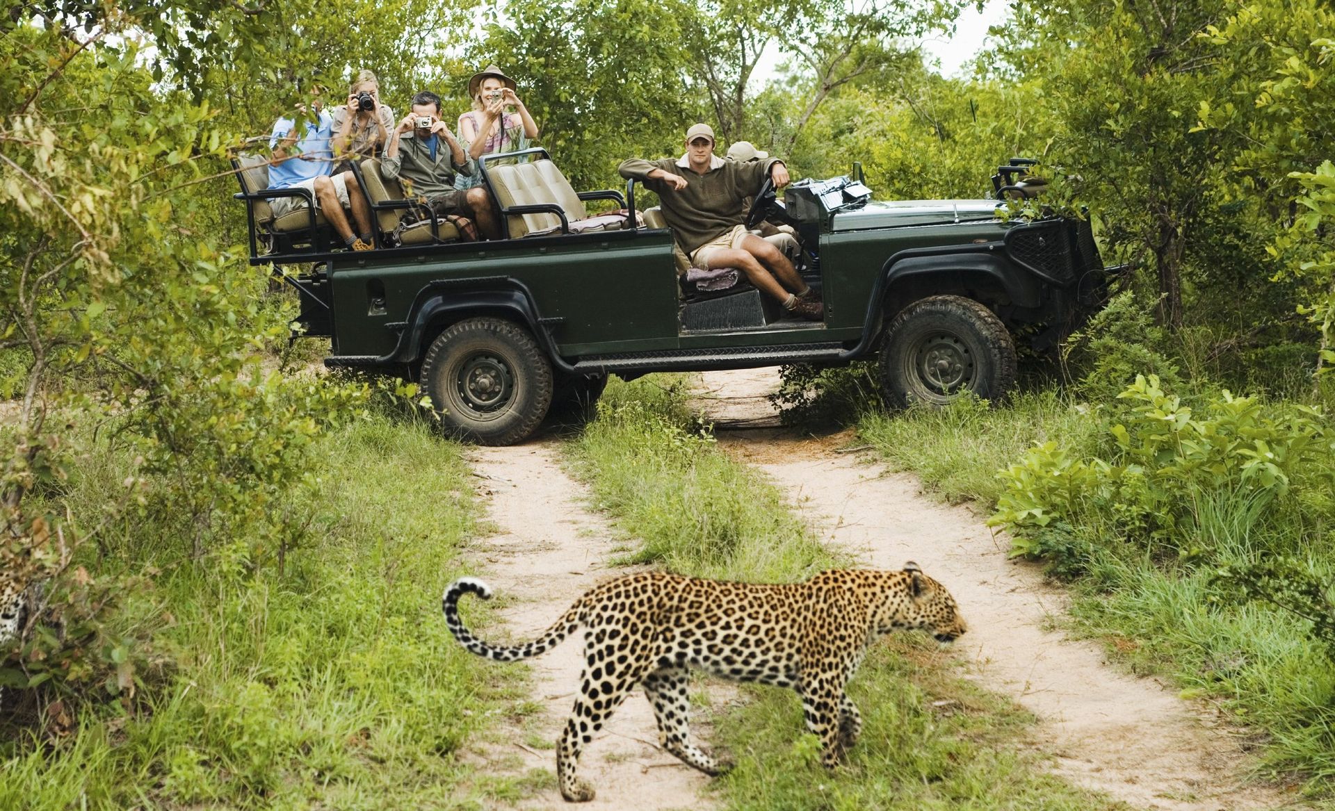 A leopard crossing the track in front of a safari vehicle