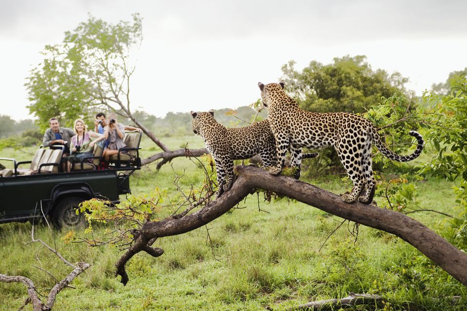 Two leopards on a fallen branch watched from a game vehicle