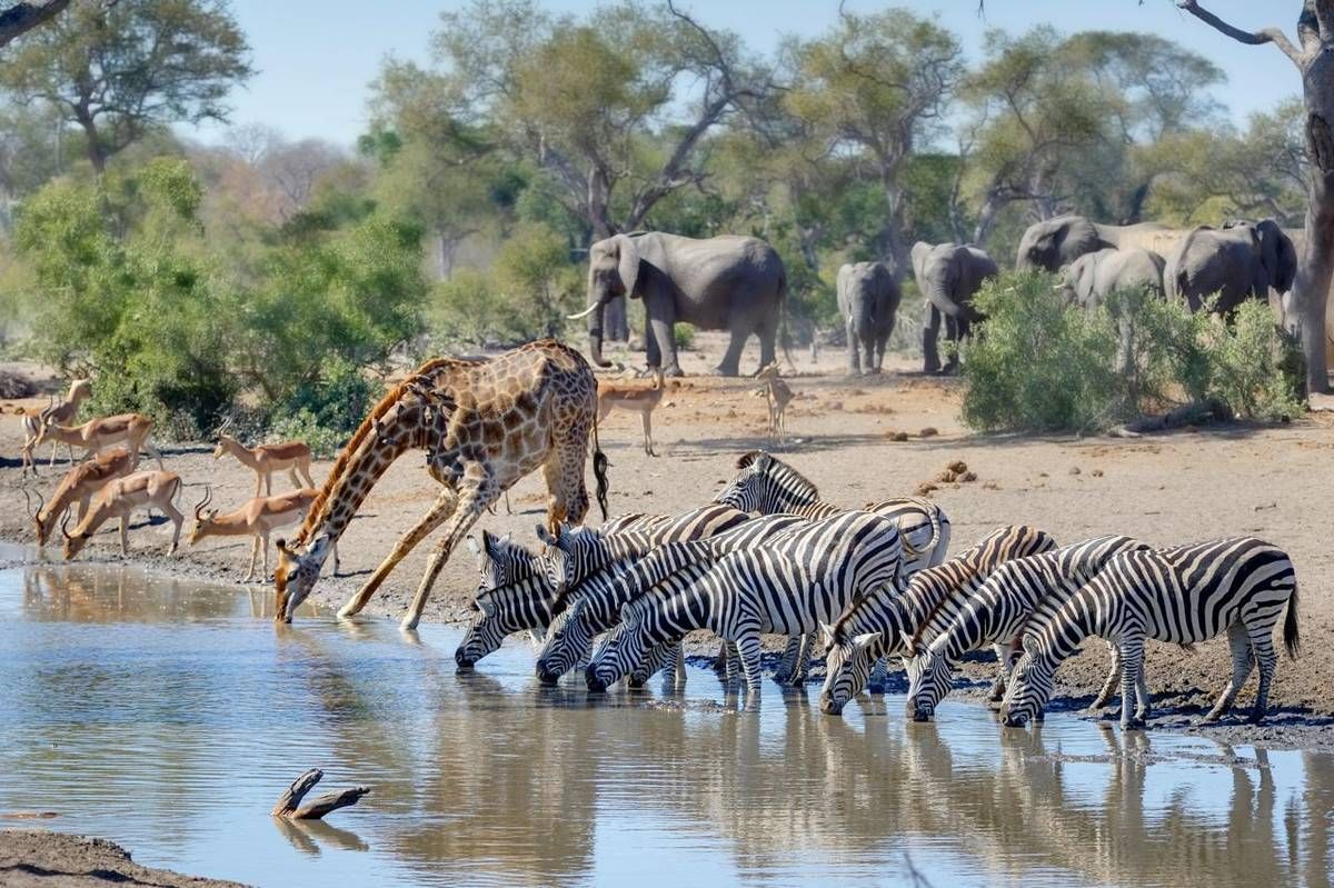 Zebra, giraffe and elephant sharing a waterhole in the Kruger